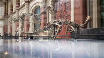 Dysalotosaurus lettowvorbecki: Der Name des Dinosauriers bezieht sich auf Paul von Lettow-Vorbeck, der als deutscher Offizier am Völkermord an den Herero und Nama beteiligt war.