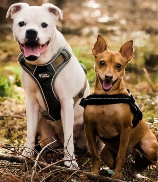 Edda und Bruno sind beste Freunde und werden deshalb nur gemeinsam vermittelt.
