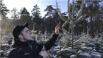Ein junger Mann schneidet die Spitze eines Tannenbaums zurecht.