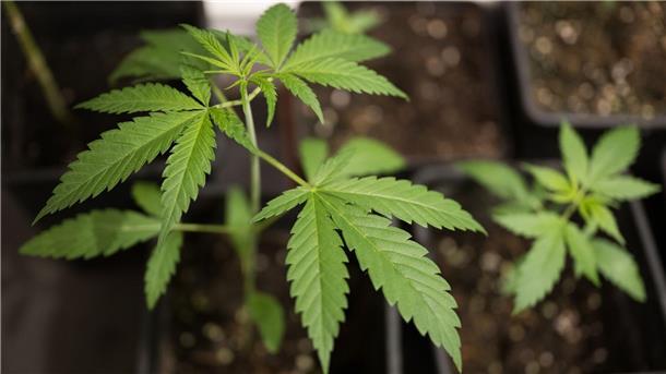 Cannabis-Freigabe nimmt nächste Hürde Eigenanbau und Besitz bestimmter Mengen sollen für Volljährige vom 1. April an erlaubt sein. Zum 1. Juli sollen Clubs zum nicht-kommerziellen Anbau möglich werden.