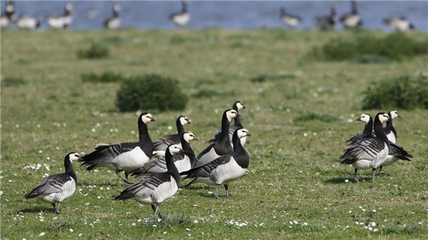 Aus Sibirien in die Wesermarsch: Neue Brutvogelart an der Küste Eigentlich kommen sie aus Sibirien. Doch in der Wesermarsch fühlen sie sich so wohl, dass sie hier nicht nur Herbst und Winter verbringen, sondern inzwischen auch brüten. Im Seenpark 4 in Nordenham ziehen Weißwangengänse ihre Jungen groß. Das ist der erste bekannte Brutort in der Wesermarsch.