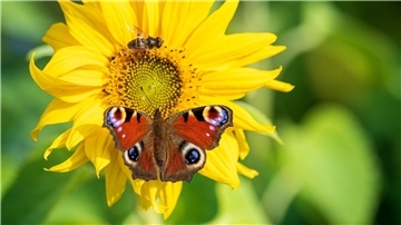 Ein Abkommen des Weltnaturgipfels soll die Lebensräume von Insekten und anderen Arten schützen.