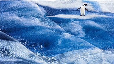 Ein Adeliepinguin steht auf einem blauen Eisberg im Rossmeer. Die Antarktis ist in Gefahr, und mit ihr die gesamte Erde. Denn die Lebensräume des Planeten sind miteinander verbunden.
