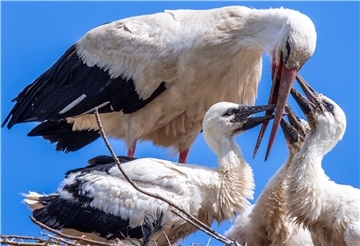 Ein Altvogel füttert drei wenige Wochen alte Jungstörche im Nest