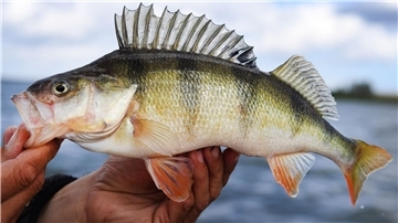 Ein Angler hält seinen Barsch in die Kamera. Den Fisch nach dem Foto wieder freizulassen, ist in der Regel verboten.