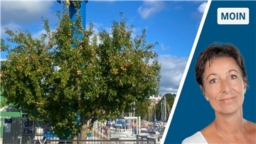 Ein Apfelbaum mit roten Früchten und eine Frau