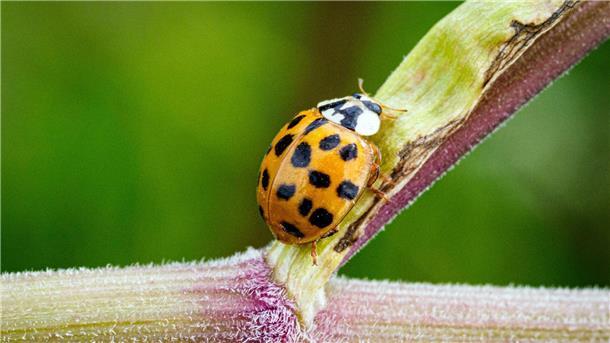 Mitmachaktion ruft zum Insektenzählen auf Ein Asiatischer Marienkäfer krabbelt im Naturschutzgebiet Ferbitzer Bruch - und vielleicht auch im heimischen Garten?