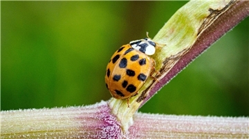 Ein Asiatischer Marienkäfer krabbelt im Naturschutzgebiet Ferbitzer Bruch - und vielleicht auch im heimischen Garten?