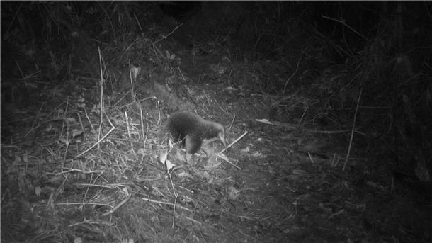 Erstmals seit 60 Jahren: Foto von seltenem Langschnabeligel Ein Attenborough-Langschnabeligel ist in den Zyklopenbergen der indonesischen Provinz Papua vor die Linse einer Kamera gelaufen.