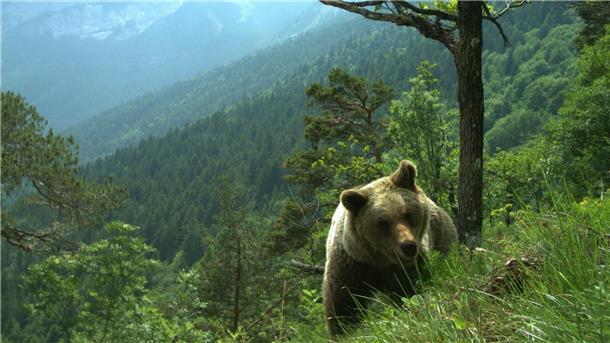 Kritik an Gesetz zur Tötung von Bären im Trentino Ein Bär läuft durch ein hügeliges Gebiet im Trentino (undatiertes Handout).