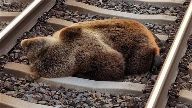 Bär in Österreich von Zug getötet Ein Bär liegt tot auf den Gleisen in der Nähe des Bahnhofs Schwarzach-St. Veit, nachdem er mit einem Zug zusammengestoßen ist.
