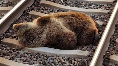 Ein Bär liegt tot auf den Gleisen in der Nähe des Bahnhofs Schwarzach-St. Veit, nachdem er mit einem Zug zusammengestoßen ist.