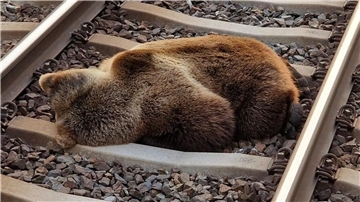 Ein Bär liegt tot auf den Gleisen in der Nähe des Bahnhofs Schwarzach-St. Veit, nachdem er mit einem Zug zusammengestoßen ist.