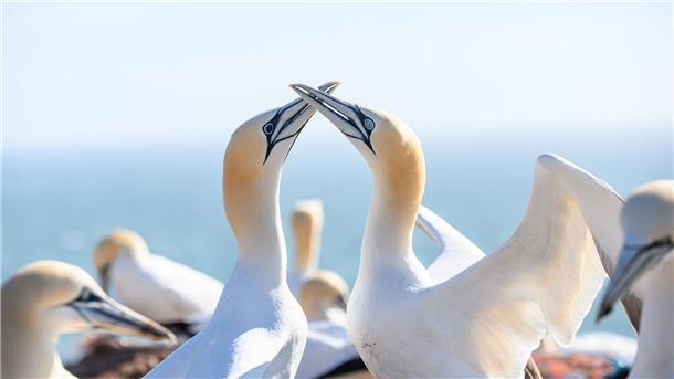 Seevögel: Trifft die Vogelgrippe erneut das Wattenmeer? Ein Basstölpel-Paar mit schwarzen und hellblauen Augen sitzt auf den Lummenfelsen über der Nordsee.