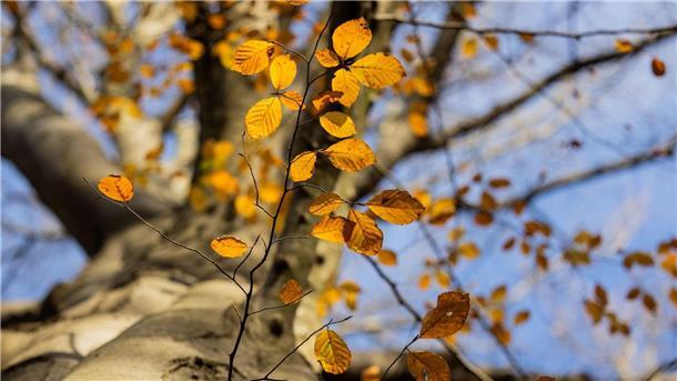 Wetterdienst: Herbst 2023 zweitwärmster seit Messbeginn Ein Baum mit herbstlichem Laub im Stadtwald von Düsseldorf.