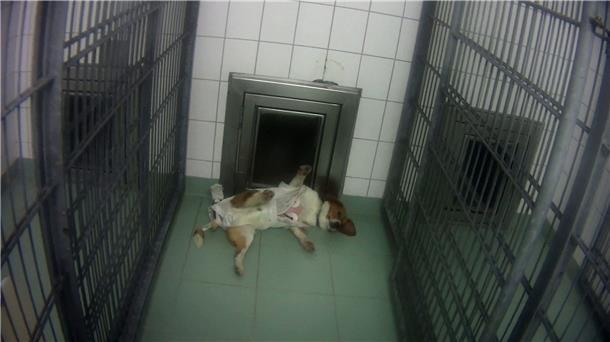 Ein Beagle hängt am Langzeit-EKG im Tierversuchslabor in Mienenbüttel.