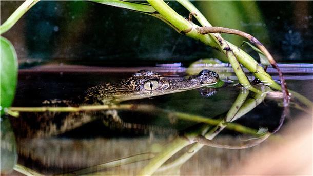 Kleiner Privatzoo sucht Paten für Krokodilbaby Ein Beulenkrokodilbaby schwimmt in der Tropenhalle des „Seelter Reptilienhuus“, einem privat geführten Zoo im niedersächsischen Saterland, durch das Wasser.