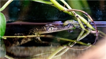 Ein Beulenkrokodilbaby schwimmt in der Tropenhalle des „Seelter Reptilienhuus“, einem privat geführten Zoo im niedersächsischen Saterland, durch das Wasser.