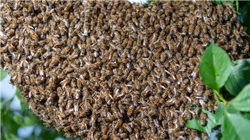 Ein Bienenschwarm ist an einem Kirschbaum in einem Kleingarten zu sehen. Der Schwarmtrieb dient dem natürlichen Bestreben der Honigbienen, ihre Staaten durch Teilung zu vermehren. Ausgelöst wird dieser Trieb durch das Stärkerwerden des Bienenvolks im Frühsommer. 