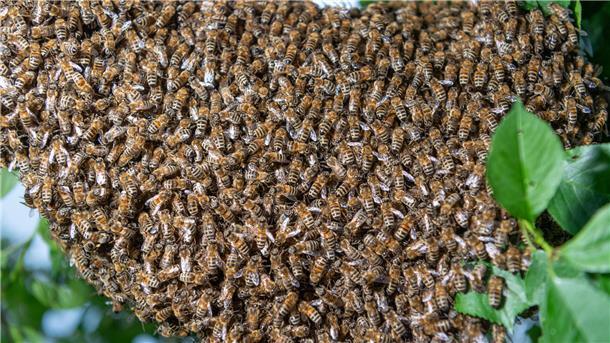 Ein Bienenschwarm wie dieser hat es sich in Cuxhaven gemütlich gemacht.