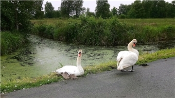 Zwei weiße Schwäne am Straßenrand