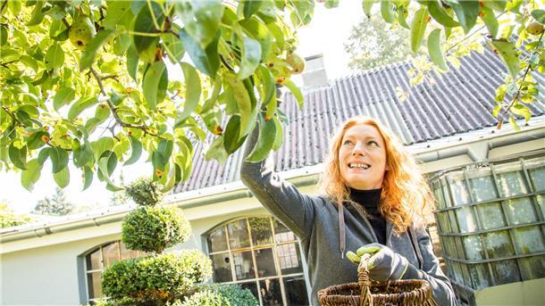 Birnen werden immer beliebter - was zu beachten ist Ein Birnbaum im Garten sieht gut aus und beschert oft schmackhafte Früchte. Wer einen solchen Baum pflanzen möchte, sollte allerdings einiges beachten.