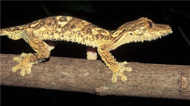 Vor 23 Jahren in Madagaskar entdeckter Gecko ist neue Art Ein Blattschwanzgecko aus Madagaskar.