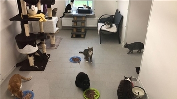 Katzen im Tierheim Cuxhaven