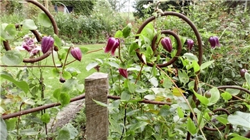 Blick in einen Garten