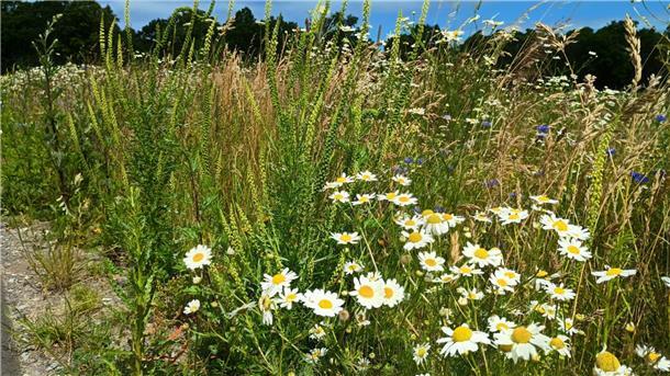 Weiße Blüten am Feldrand