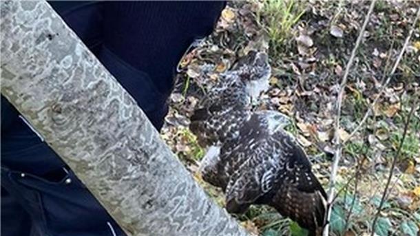 Ein Bussard hatte sich in einem Zaun verfangen. Polizeibeamte befreiten das Tier.