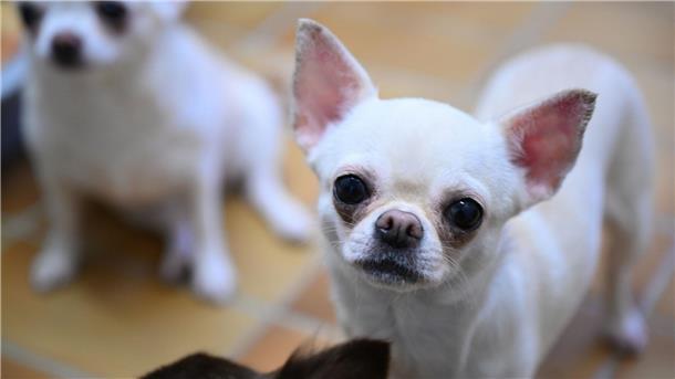 In Langen: Auto verletzt Hund schwer - Fahrer flüchtet Ein Chihuahua (Symbolbild) ist bei einem Unfall in Langen schwer verletzt worden.