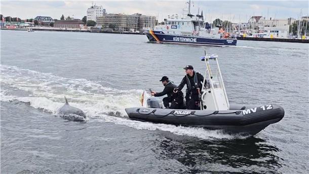 Ein Delfin folgt dem motorisierten Schlauchboot der Wasserschutzpolizei vor Rostock-Warnemünde.