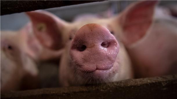 Ein Deutscher isst durchschnittlich 46 Schweine in seinem Leben.