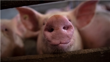 Ein Deutscher isst durchschnittlich 46 Schweine in seinem Leben.