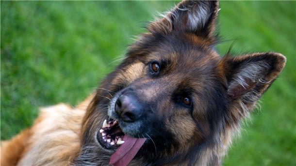 Heiß geliebt und umstritten - Der deutsche Schäferhund Ein Deutscher Schäferhund auf dem Übungsplatz des Schäferhundvereins Lauingen.