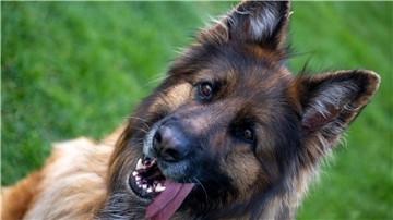 Ein Deutscher Schäferhund auf dem Übungsplatz des Schäferhundvereins Lauingen.