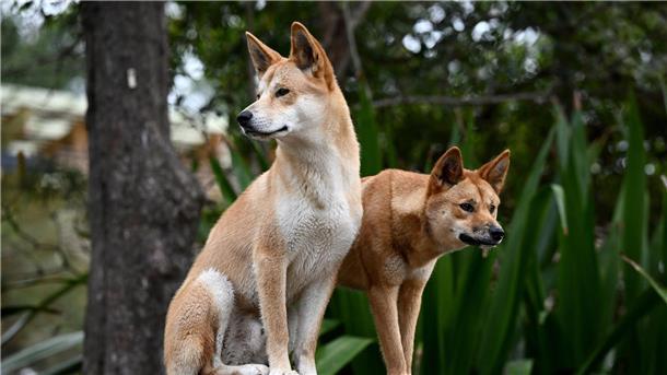 Australier füttert Dingos: 2500 Dollar Strafe Ein Dingo-Pärchen im Taronga Zoo in Sydney.