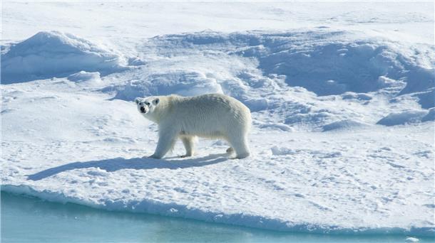 Expedition mit „Polarstern“: Forscher gucken Meereis beim Schmelzen zu Eisbär auf einer Eisscholle
