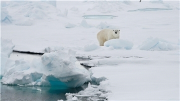 Ein Eisbär steht auf einer Eisscholle.