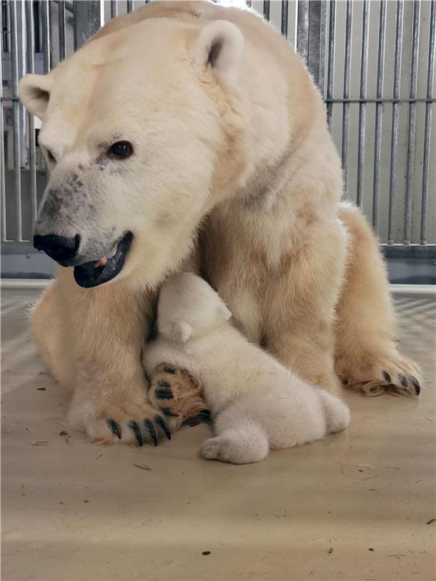 Eisbärin Victoria: Die Ex-Bremerhavenerin ist Mama geworden Ein Eisbärenbaby fühlt sich in der Nähe seiner Mutter Victoria sehr wohl.