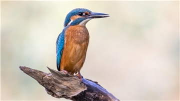 Ein Eisvogel, formatfüllend fotografiert von Klaus Meyer im Seenpark I in Nordenham.
