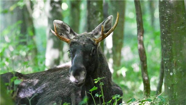 Bilder des Tages Ein Elch hat sich im Wald hingelegt.