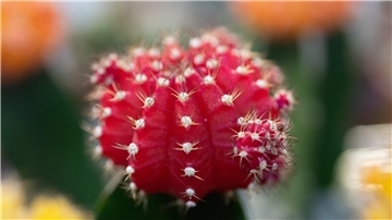 Ein Erdbeerkaktus aus der Gattung Gymnocalycium mihanovichii. Diese Sorte, „Hibotan“, ist japanischen Ursprungs. Auf Japanisch heißt Kaktus übrigens Kakutasu.