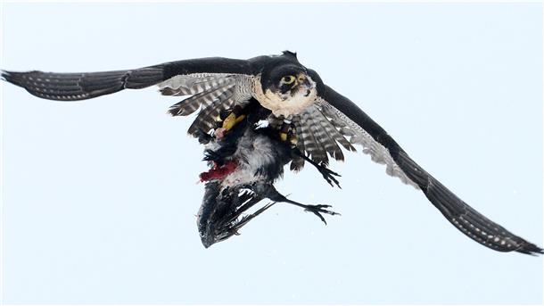 Ein europäischer Wanderfalke fliegt mit einer kurz zuvor geschlagenen Krähe über ein Feld.