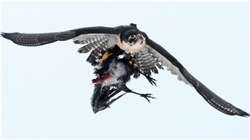 Ein europäischer Wanderfalke fliegt mit einer kurz zuvor geschlagenen Krähe über ein Feld.