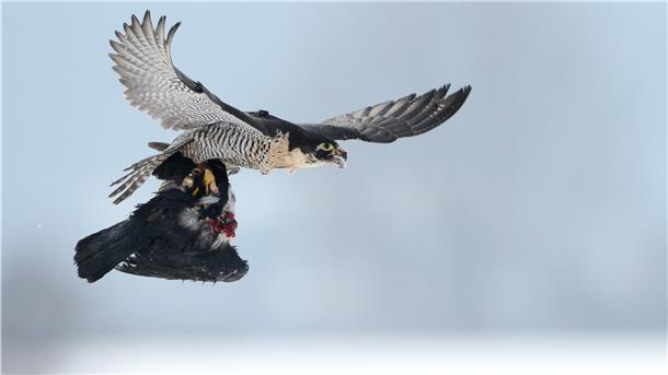 Ein europäischer Wanderfalke fliegt mit einer kurz zuvor geschlagenen Krähe über ein Feld.
