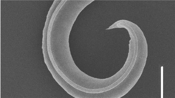 Fadenwürmer aus Permafrost nach 46.000 Jahren aufgetaut Ein Fadenwurm (Panagrolaimus kolymaensis, weiblich) auf einem Rasterelektronenbild.