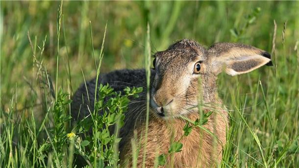 Feldhasen-Bestand stabil trotz trockenen Sommers Ein Feldhase sitzt in der Abendsonne in einer Wiese am Rande des Oderbruchs.