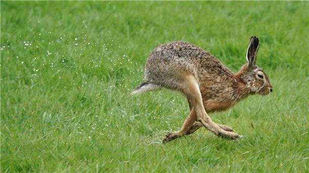 Feldhasen-Bestand stabil trotz trockenen Sommers Ein Feldhase springt über eine Wiese auf der Nordseeinsel Pellworm.